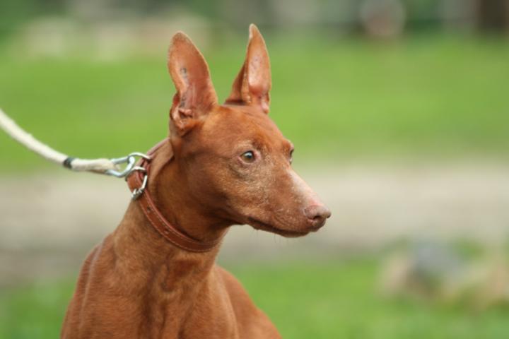 Cirneco Photo
